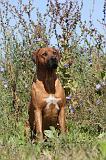 RODESIAN RIDGEBACK 021